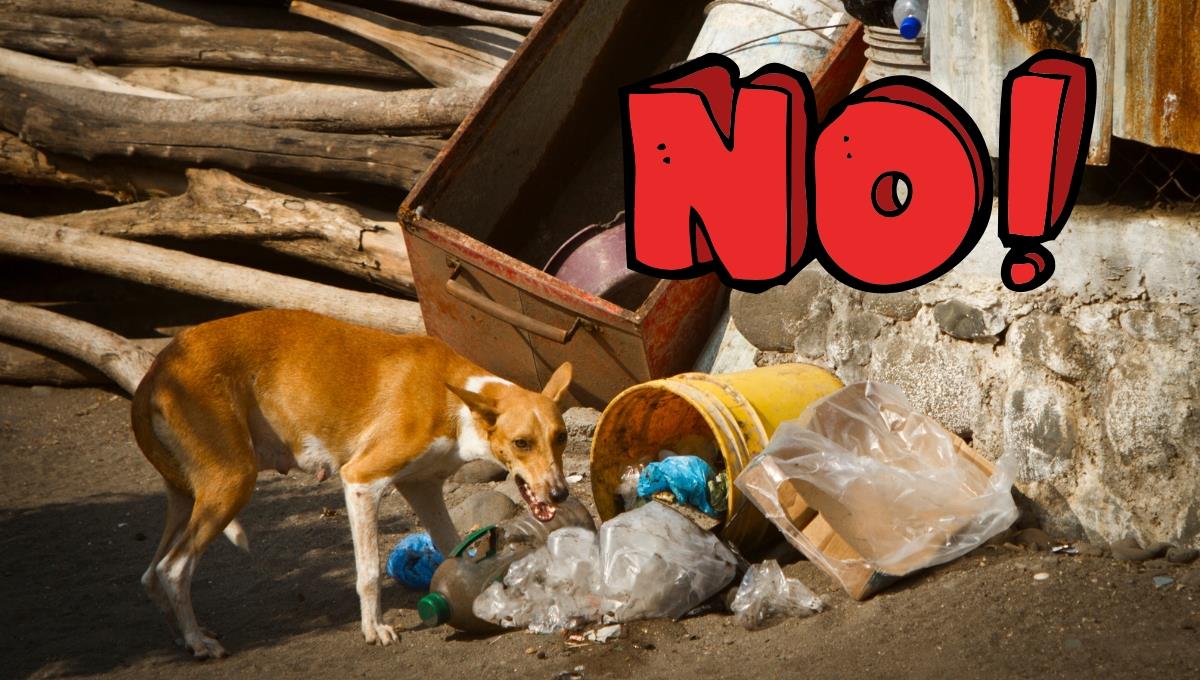 El truco perfecto para evitar que tu perro destroce toda tu casa